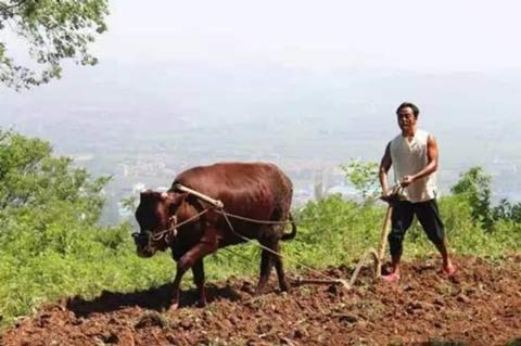 向张嘉译致敬 向张嘉译致敬